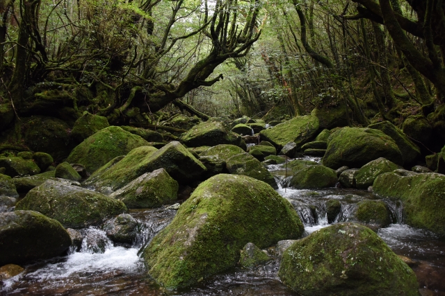 屋久島　苔むした沢