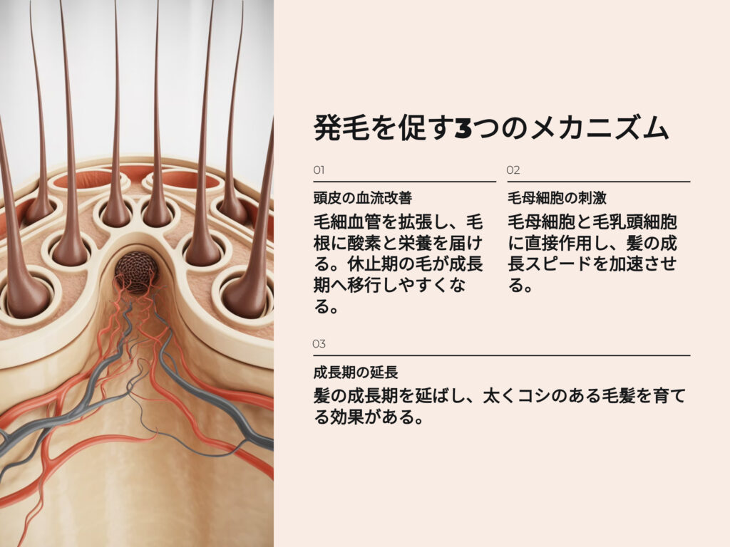 発毛を促す3つのメカニズム
頭皮の血流改善
毛細血管を拡張し、毛根に酸素と栄養を届ける。休止期の毛が成長期へ移行しやすくなる。
毛母細胞の刺激
毛母細胞と毛乳頭細胞に直接作用し、髪の成長スピードを加速させる。
成長期の延長
髪の成長期を伸ばし、太くコシのある毛髪を育てる効果がある。