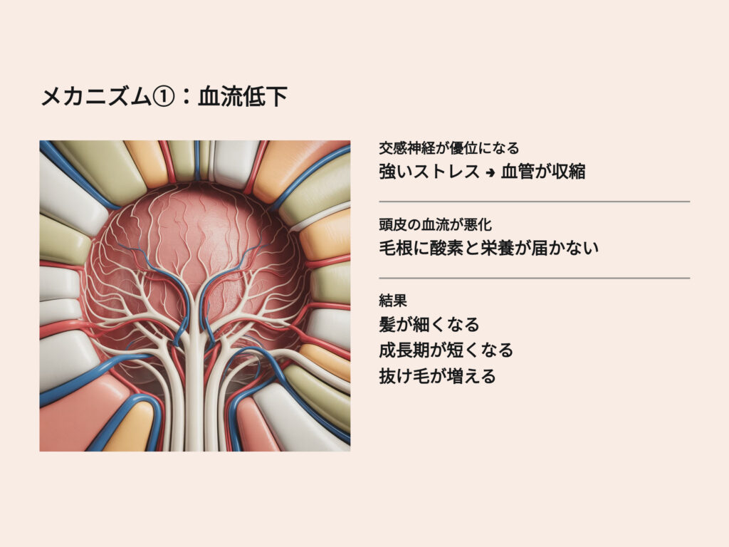 血流低下
交感神経が優位になる
強いストレス
血管が収縮
頭皮の血流が悪化
毛根に酸素と栄養が届かない