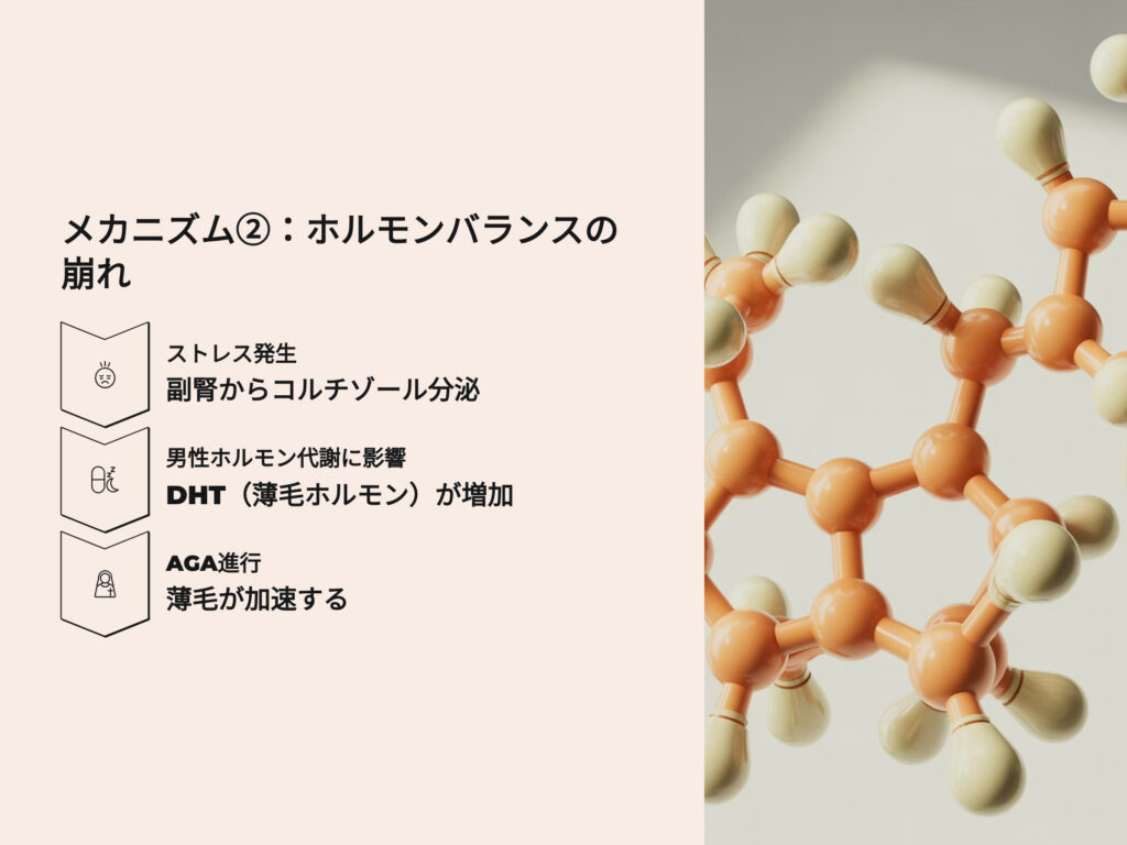 ホルモンバランスの崩れ
ストレス発生
副腎からコルチゾール分泌
男性ホルモン代謝に影響
DHTが増加
AGA進行