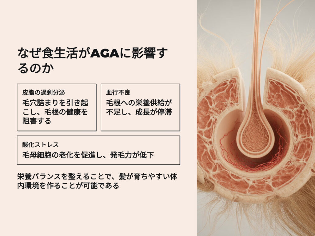 なぜ食生活がAGAに影響をあたえるのか
AGAは男性ホルモン「DHT(ジヒドロテストステロン)」の影響で
毛根の成長サイクルが乱れることで起こります。
しかし近年の研究では、栄養バランスの乱れや生活習慣の悪化がDHTの影響を強めることが分かっています。
具体的には、
皮脂の過剰分泌(毛穴詰まり)
血行不良(毛根への栄養不足)
酸化ストレス(毛母細胞の老化)