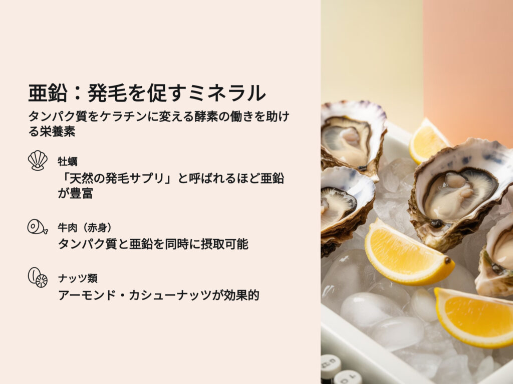 亜鉛:発毛を促すミネラル
タンパク質をケラチンに変える酵素の働きを助ける栄養素