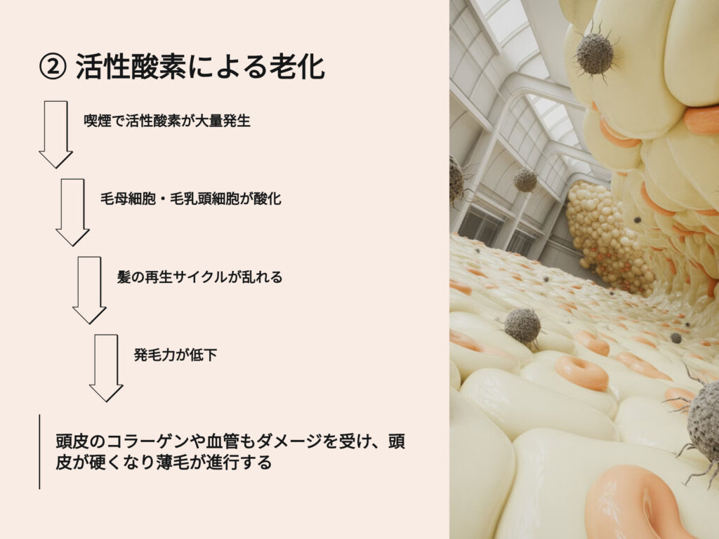 活性酸素による老化
喫煙で活性酸素が大量発生
毛母細胞、毛乳頭細胞が酸化
髪の再生サイクルが乱れる