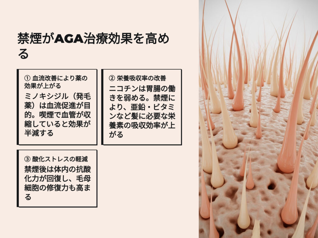 禁煙がAGA治療効果を高める
血流改善により薬の効果があがる
栄養吸収率の改善
酸化ストレスの軽減