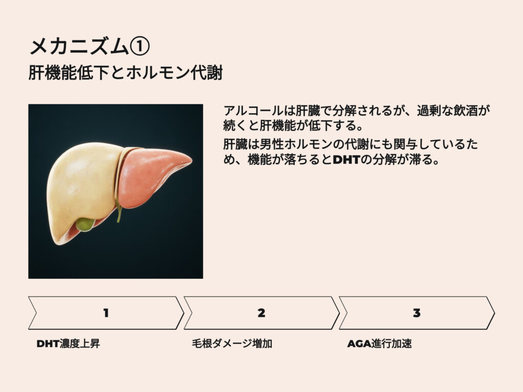 肝機能低下とホルモン代謝
アルコールは肝臓で分解されるが、過剰の飲酒が続くと肝機能が低下する
肝臓はホルモンの代謝にも簡易しているため、機能が落ちるとDHTの分解が滞る