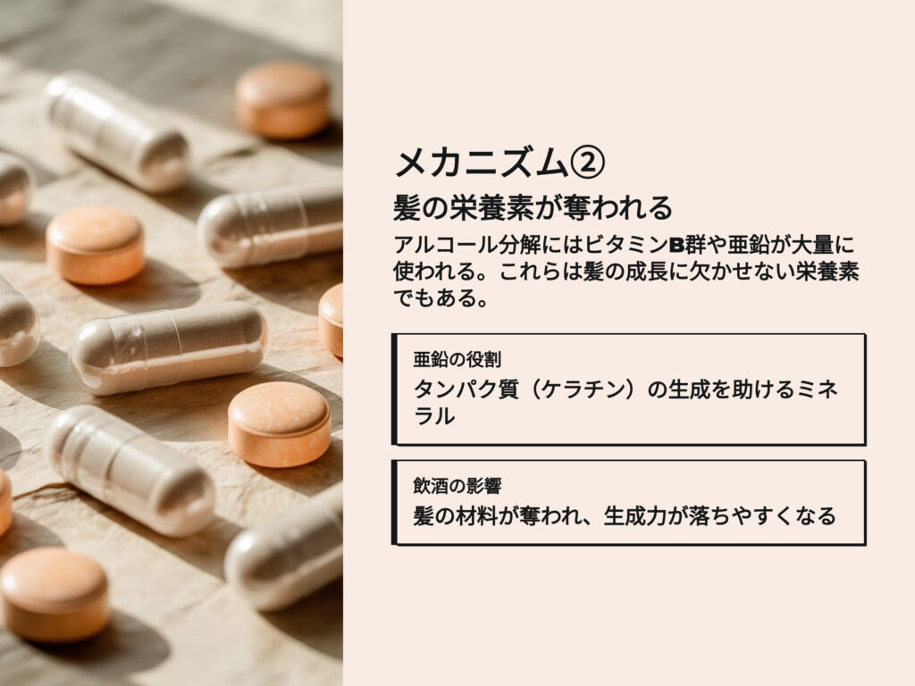 髪の栄養素が奪われる
アルコール分解にはビタミンB群や亜鉛が大量に使われる。これらは髪の成長に欠かせない栄養素でもある。