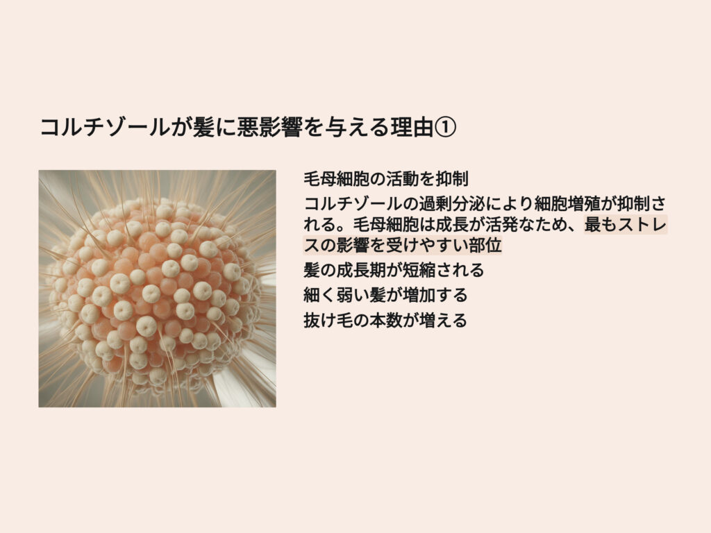 コルチゾールが髪に悪影響を与える理由
毛母細胞の活動を抑制