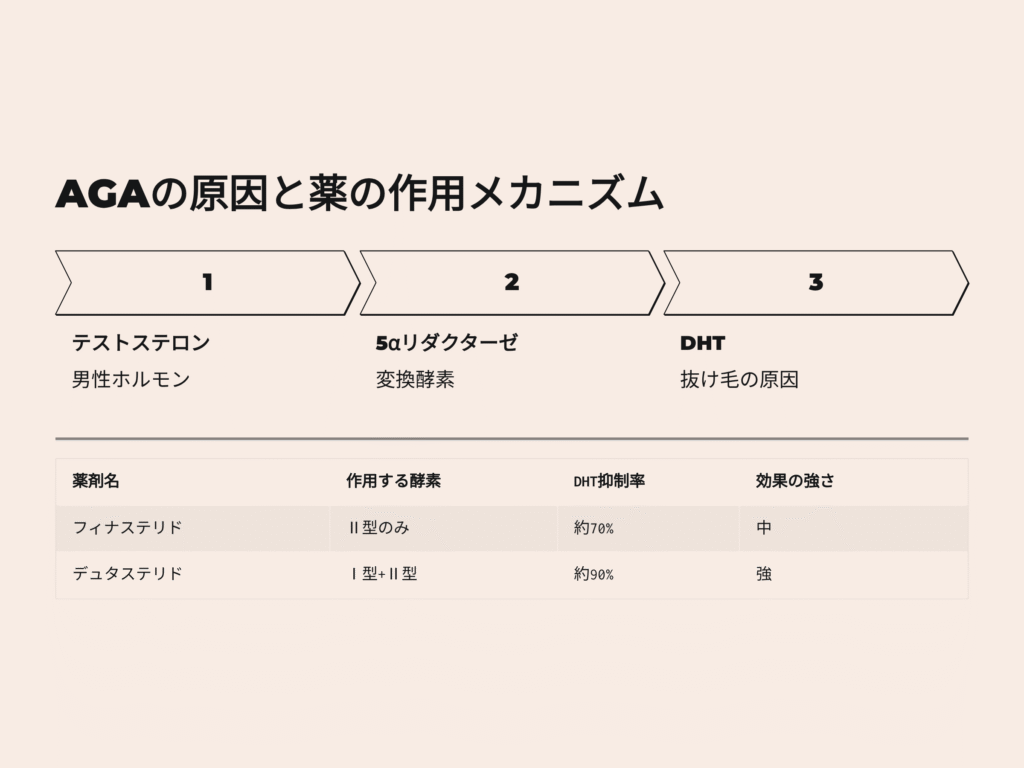 AGAの原因と薬の作用メカニズム
テストステロン 男性ホルモン
5αリダクターゼ 変換酵素
DHT 抜け毛の原因
